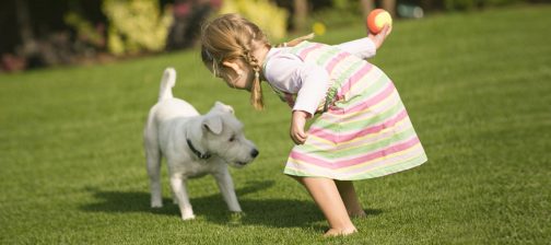 fake grass for dogs