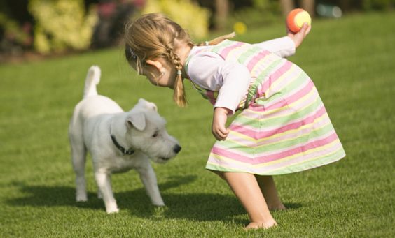 fake grass for dogs
