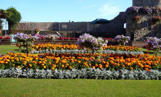Sidmouth in Bloom