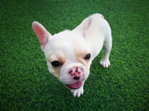 Can you clean artificial grass with bleach