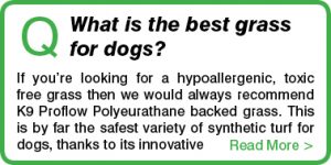 What is the best grass for dogs