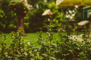 how to make your garden evergreen