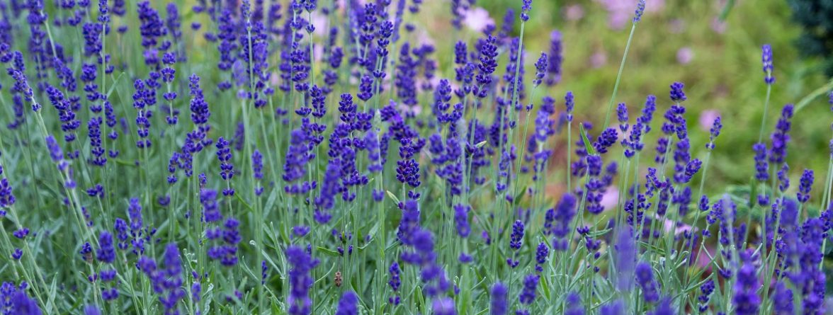 how to make your garden evergreen.