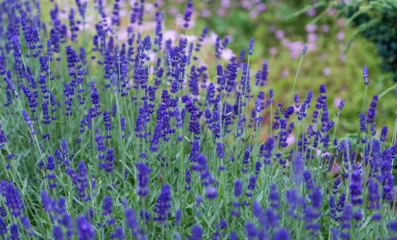 how to make your garden evergreen.